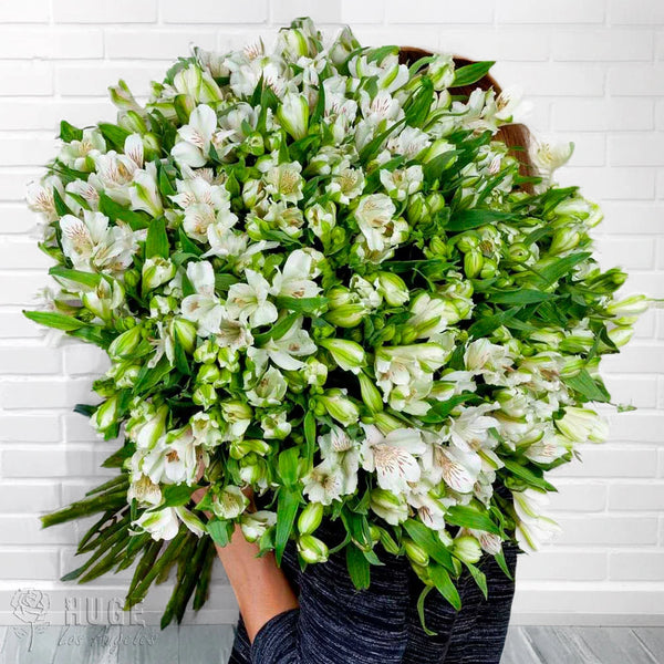 100 White Alstroemerias "Purity Cascade"