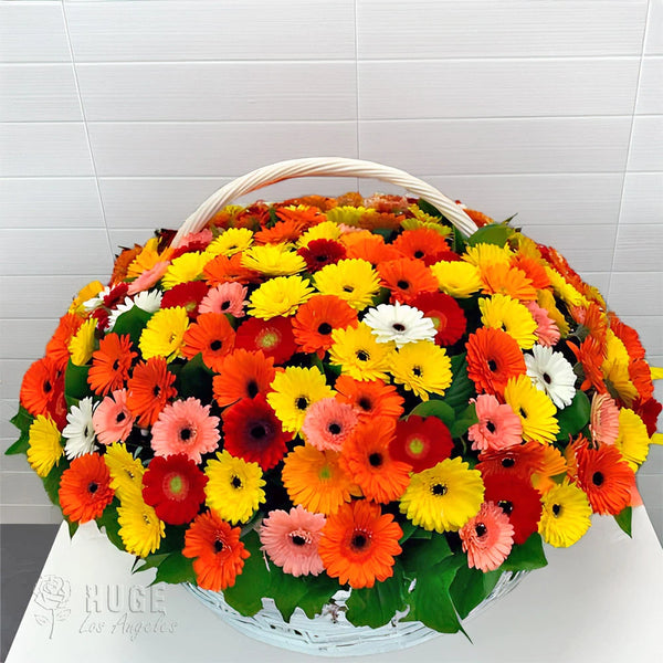Gerbera Blooms