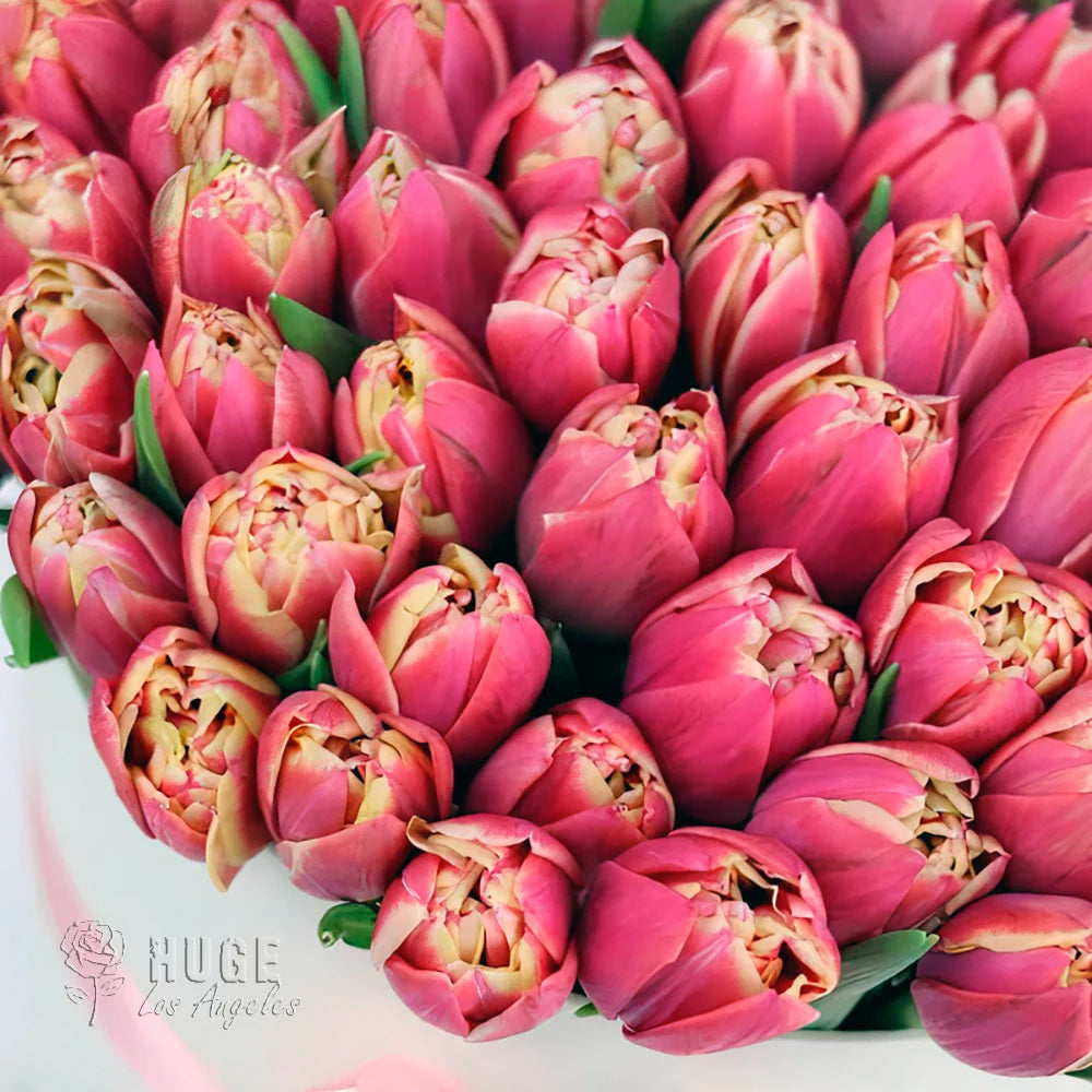 Pink Radiance: 100 Tulips in a Box
