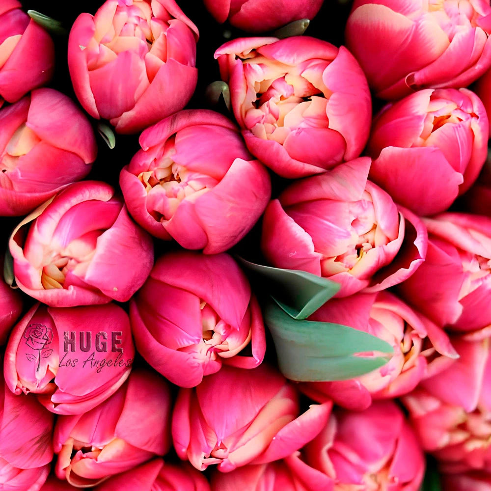 100 Double Tulips Wrapped Bouquet