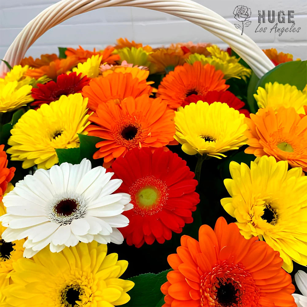 Gerbera Blooms