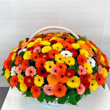 Gerbera Blooms