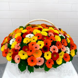Gerbera Blooms