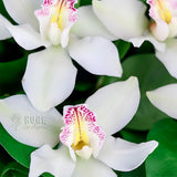 Tranquil White Orchid Basket