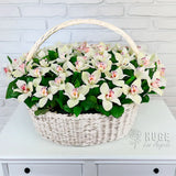 Tranquil White Orchid Basket