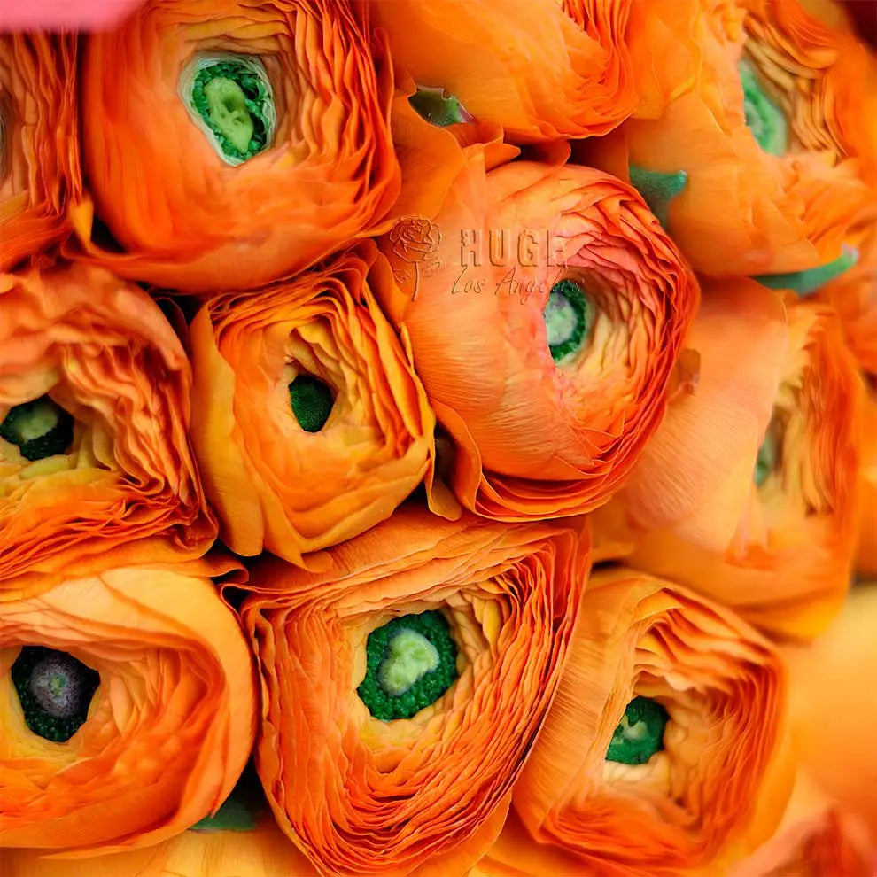 Elegant Ranunculus Bouquet
