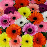 Vibrant Gerbera Basket