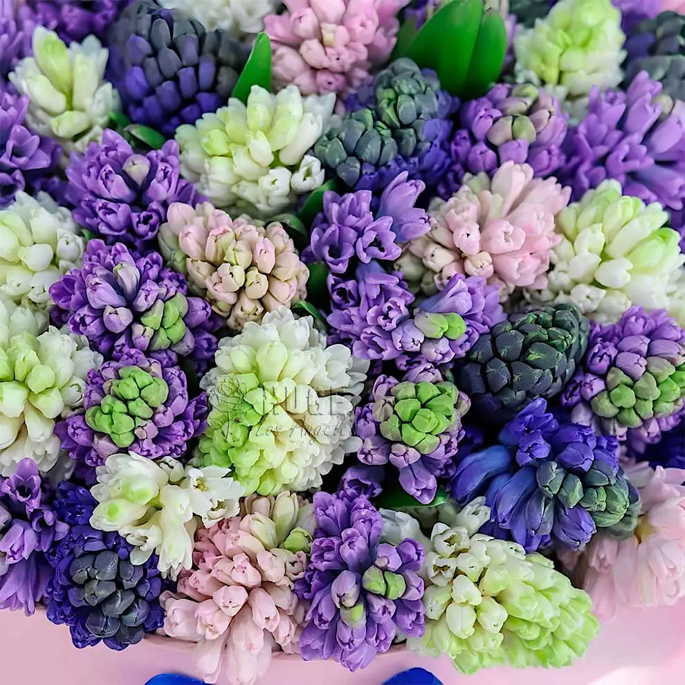 Pastel Hyacinth Box