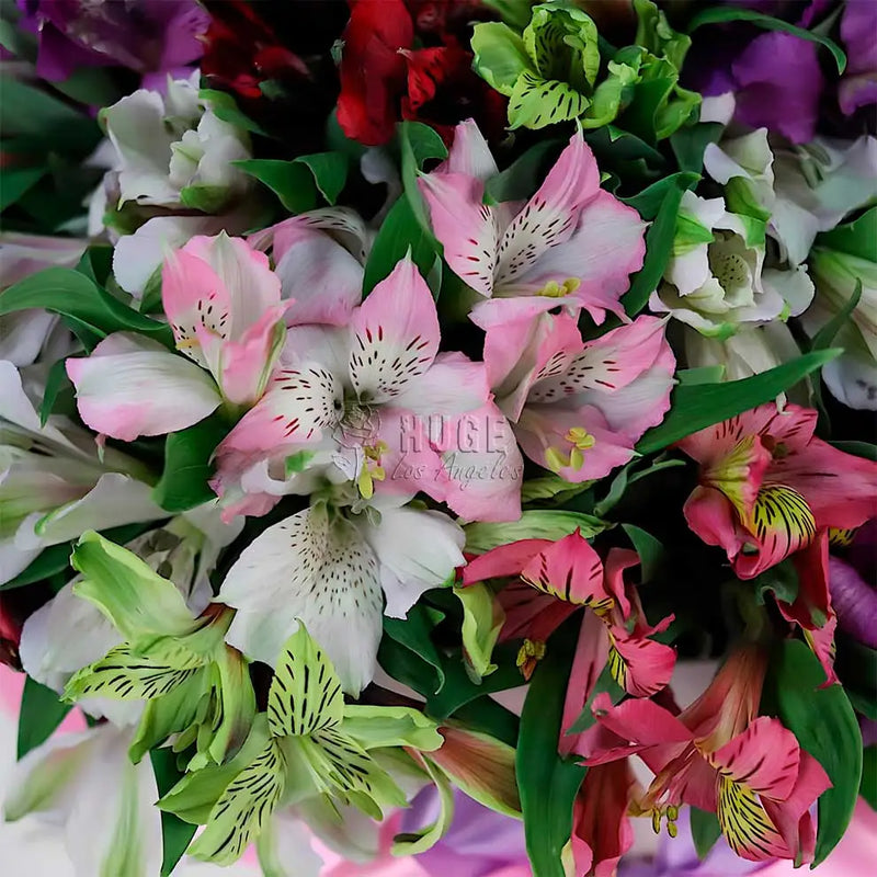 Alstroemeria Celebration Box