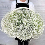 Baby's Breath Basket (Color Optional)